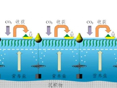 基于人工上升流的海水养殖增汇技术